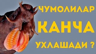 ЭРКАКЛАР АЁЛЛАРГА НИСБАТАН 40 КУПРОК ТЕРЛАШАДИ  КИЗИКАРЛИ ДУНЁ  ФАКТЛАР [upl. by Czarra]