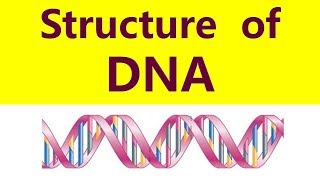 Structure of DNA Molecule DNA double helix  Watson Crick Model [upl. by Leuams]