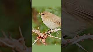 Common Chiffchaff A Closer Look at Their Call and Display 🐦 [upl. by Anura]