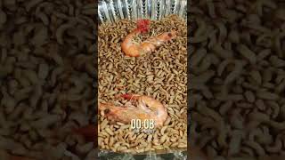 10000 BSF Larvae vs SHRIMPS 🦐🦐🦐 MindBlowing Timelapse [upl. by Inman941]