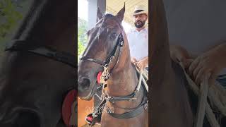 🔥Caballo Homenaje de Rancho de Villa Sara🐎 Andar Trocha pura Colombiana 🤠 Montador Diego Londoño [upl. by Notlok]