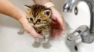 First bath of two adopted kittens [upl. by Chrysler]