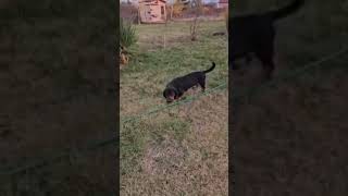 Fridolin dog hundeliebhaber animalprotection serbia dachshund [upl. by Manville]