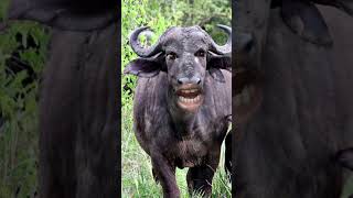 New buffalo cartoon hamba hamba comedyvideo animals vairalcomedyvideo funnyvideo buffalo [upl. by Hagile]