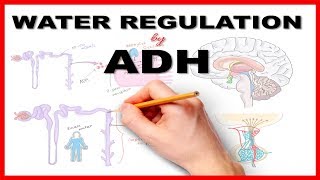 Water Regulation by Antidiuretic Hormone ADH [upl. by Dail905]