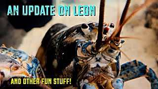 An Update On Leon [upl. by Hourihan]