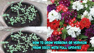 HOW TO GROW VERBENA OR VERVAIN FROM SEEDS WITH FULL UPDATES [upl. by Assenaj526]