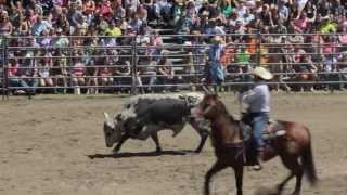 Painted Pony Rodeo Bull Riding at Wild West Frogfest 25 [upl. by Harvison808]