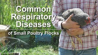 Common Respiratory Diseases of Small Poultry Flocks [upl. by Anilatak604]