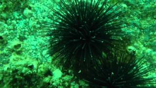 Jetty Dive  Panama City FL [upl. by Enaitsirk]