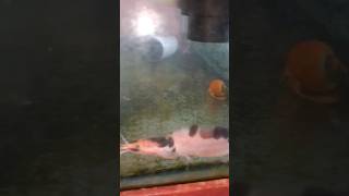 कैटफ़िश  Magur  Marble catfish  Aquarium catfish  Best fish for aquarium shorts fishingvideo [upl. by Kramnhoj]