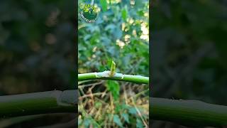 Rose Grafting Techniques budding in Rose grafting nature satisfying mindfulness [upl. by Durgy646]