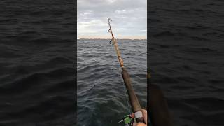 Striper from the Kayak NJ [upl. by Airrehs]