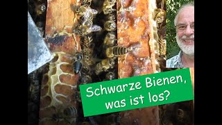 Schwarzsucht CBPV an Honigbienen  Ausführlich auf deutsch Aussehen Auswirkung und Sanierung [upl. by Boggers]