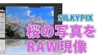 SILKYPIXで桜の写真をRAW現像【鮮やかに仕上げる】 [upl. by Genovera]