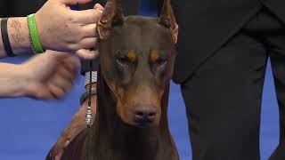 Doberman Pinscher 2018 National Dog Show Working Group [upl. by Aramas19]