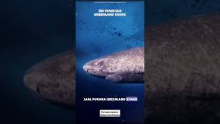 Greenland Shark 🦈🦈 shorts viral knowledgeable facts parveenchalotra [upl. by Lleoj]