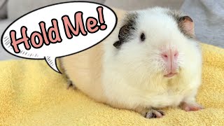 How to Get Snuggles  Guinea Pig Edition [upl. by Froma]