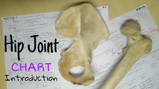 Hip Joint  Part 1  Introduction  Only One Chart  The Charsi of Medical Literature [upl. by Eralcyram]