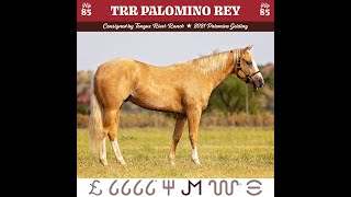 2024 Return to the Remuda Sale Hip 85 TRR Palomino Rey [upl. by Shiau]