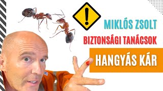 🐜Hangyák a falban Így áztatnak el 💧egy ingatlant  Sérülés 🚑 a forgatás alatt” [upl. by Yort]