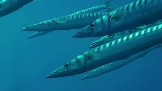 Brave Barracudas  Fun Facts [upl. by Suilmann836]