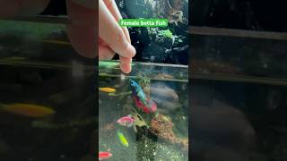 Keep  give out for free or sell betta fish edition shorts [upl. by Isacco580]