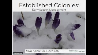 Established Colonies Early Season Management [upl. by Japeth128]