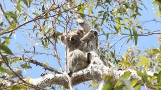 What are the major Australian Biomes [upl. by Seligmann]