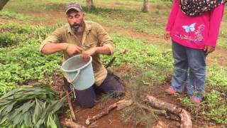 Diversifying Durian Terrace Orchard [upl. by Kirtap]