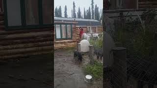 Tough Weather but even tougher Vikings vikingfarms logcabinbuild homesteading [upl. by Esinyt]