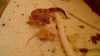 R geckos comiendo [upl. by Strenta]