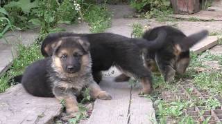 КОЛОБКИ  ЩЕНКИ Немецкой Овчарки Puppies German Shepherd for sale [upl. by Eyla]