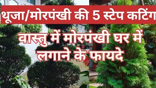 Morepankhi plant care ll Morepankhi ki cutting kaise lagaye ll मोरपंखी की 5 स्टेप कटिंग [upl. by Fonz]