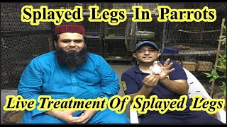 What Are The Reasons Of Splayed Legs In BirdsLive Treatment Of Splayed LegsRana Jibran [upl. by Terris]