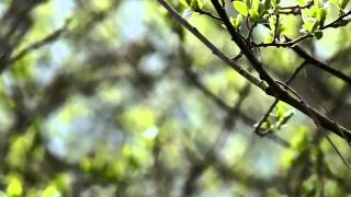 Siberian Chiffchaff call and mixed song [upl. by Adniral12]