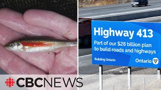 How a small silver fish could stall plans to build Highway 413 [upl. by Eocsor469]