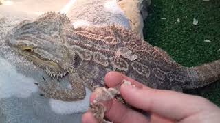 Bearded Dragon Shedding [upl. by Niobe520]