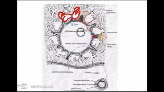 3 ème semaine du développement embryonnaire partie 02 [upl. by Gardy444]