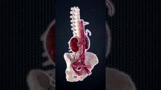 How Much Blood Do Your Kidneys Filter Daily [upl. by Madel]