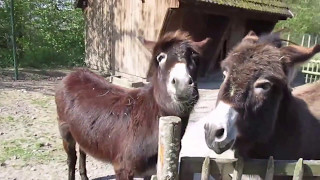 Rundgang in Bad Pyrmont durch den Tierpark [upl. by Ennayhs126]