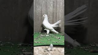 Lakka Kabutar fantailpigeon tailmarkfantailpigeon short viralvideo youtubeshort [upl. by Arukas]