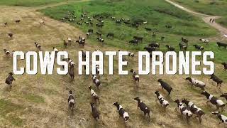 Haybuster  Cows Hate Drones [upl. by Aivatnuhs]