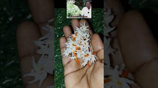 Nightflowering Jasmine plant health benefits 🤝🤝shortvideo shortsfeed shorts ytshorts [upl. by Nirtiak720]