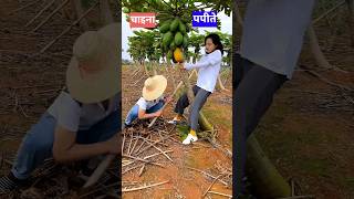 चाइना के किसान पपीते के पेड़ को क्यूं काट देते हैं 🤔 shorts facts amizingfact [upl. by Atirat]