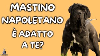 Mastino Napoletano Cosa Sapere [upl. by Yekcin]