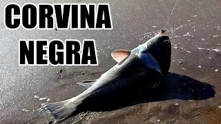 PESCA DE CORVINA NEGRA ARMADO DE LINEA Y ENCARNE [upl. by Steffane]