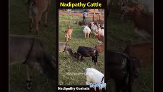 Cute cows cute life village farm pets reels trending love india youtube tiktok [upl. by Galatia]