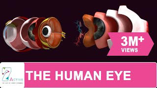 The Human Eye [upl. by Eiresed]