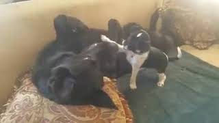 Puppies Playing Chihuahua Puppy Growling and Barking Big German Shepherd Dogs Playing [upl. by Assiruam]